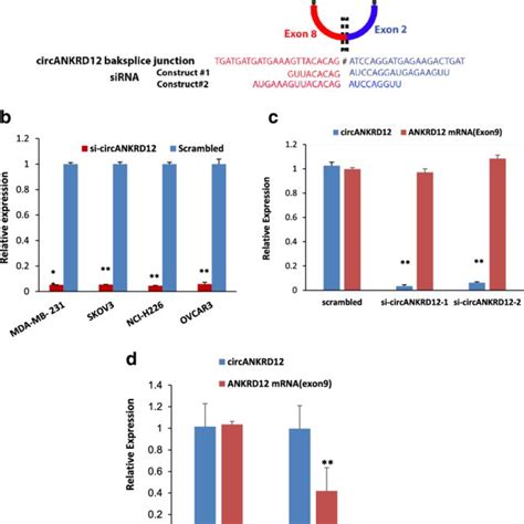 Sirna Mediated Silencing Of Circankrd12 In Cancer Cells A Two