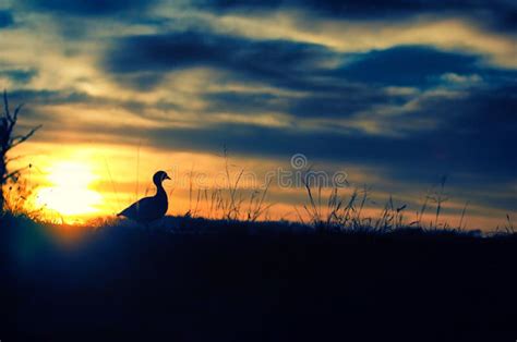 Duck and Sunrise stock image. Image of horizon, sunrise - 19431831