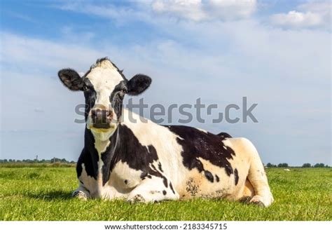 172 Cow Lying Down Side Royalty-Free Photos and Stock Images | Shutterstock