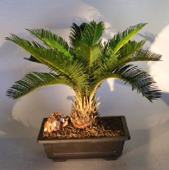 Sago Palm Bonsai Tree Cycas Revoluta