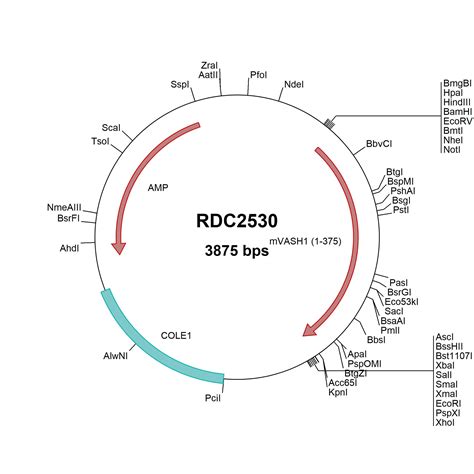 Mouse Cd B Np Versaclone Cdna Rdc R D Systems