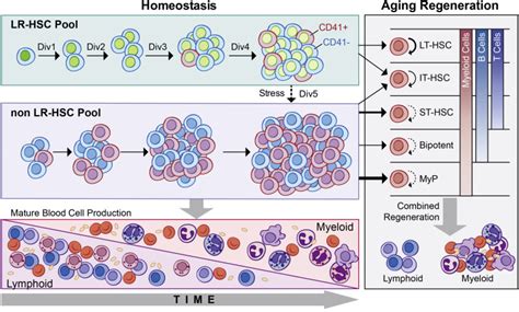 Hematopoietic Stem Cells Count And Remember Self Renewal Divisions Cell