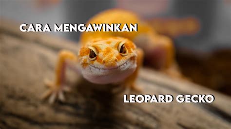 CARA TERNAK LEOPARD GECKO YouTube