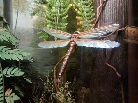 'Meganeura' Was A Prehistoric Dragonfly With A Two-Foot Wingspan | Aquatic insects, Prehistoric ...