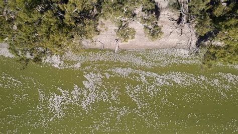 Menindee Fish Kill Australian Geographic