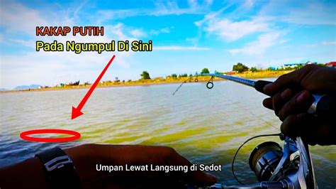 Mancing Pakai Umpan Udang Hidup Dapat Kakap Putih Baramundi Youtube