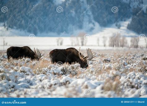 Moose Grand Teton National Park Royalty Free Stock Photography