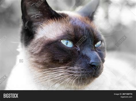 Siam Cat Portrait Blue Image & Photo (Free Trial) | Bigstock