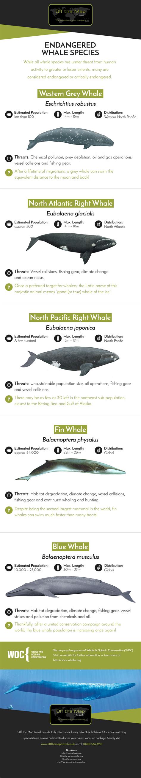 Endangered Whale Species of the World [Infographic] | OTMT