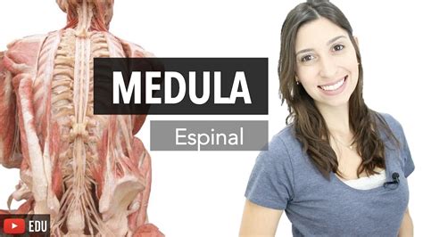 Sistema Nervoso 3 6 Medula Espinal Anatomia E Etc Youtube