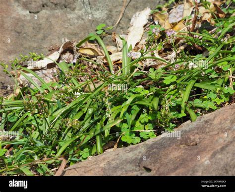 Japanese Jacinth Barnardia Japonica Plantae Stock Photo Alamy