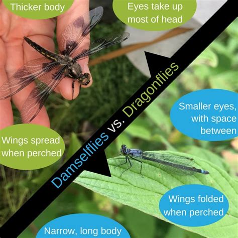 Dragonfly Vs Damselfly Min Johnson Creek Watershed Council