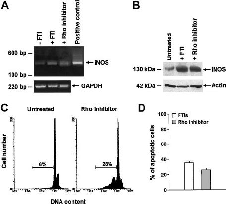 Inhibition Of Rho Induces Inos Expression And Apoptosis In Cml Cells