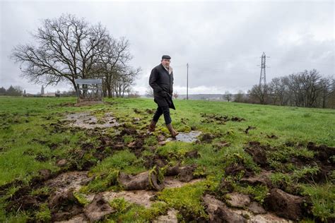 Sangliers de plus en plus nombreux agriculteurs en colère face aux