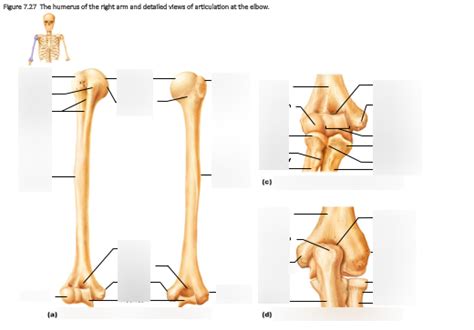 Humerus Of The Right Arm And Elbow Diagram Quizlet