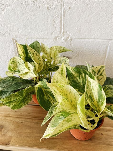 4” Marble Queen Pothos The Native One