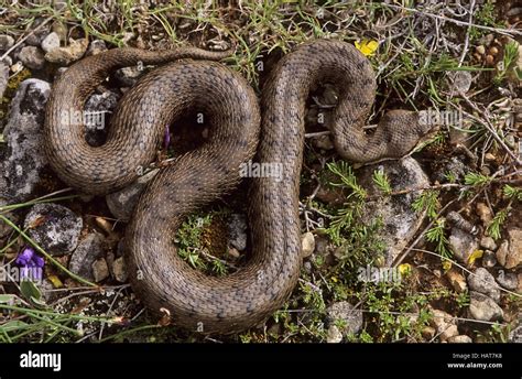 Aspis Viper France Stock Photo 127152012 Alamy