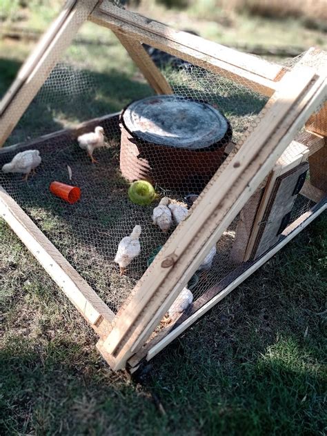 Construye un Gallinero Móvil y comienza a criar ponedoras o doble