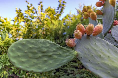 Opuntia För Sabra Kaktusfilialer Som Fikus är Indica Med Många Mogna