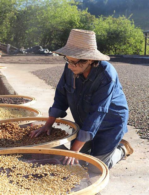 Cafe en Grains Pur Arabica Bresil Lobodis torrefaction française