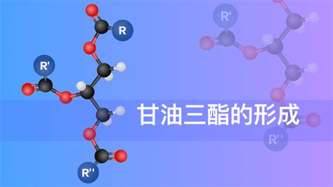 甘油三酯的形成过程火花学院