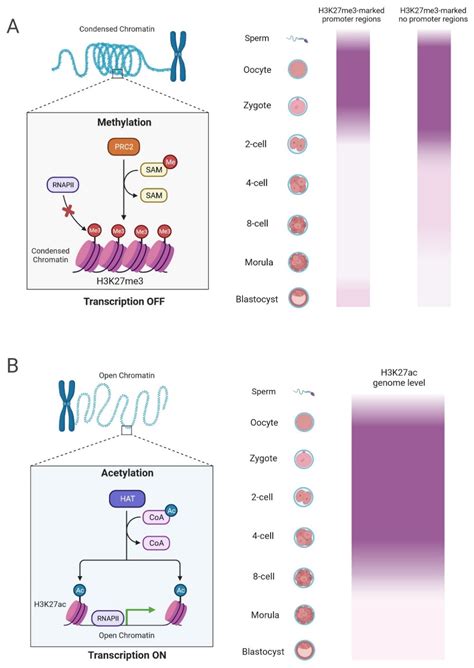 Ijms Free Full Text The Dynamics Of Histone Modifications During