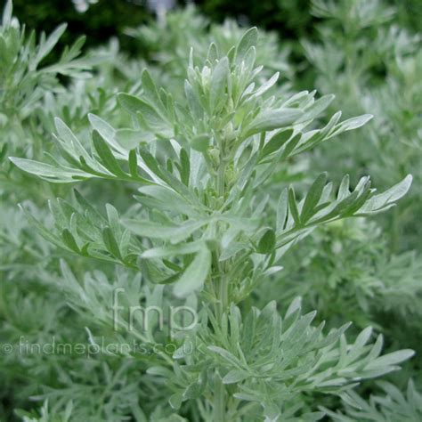 Artemisia Absinthium Lambrook Silver Mugwort Artemisia