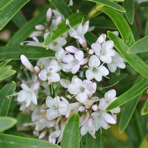 Buy Hebe Charming White Shrubby Veronica In The UK