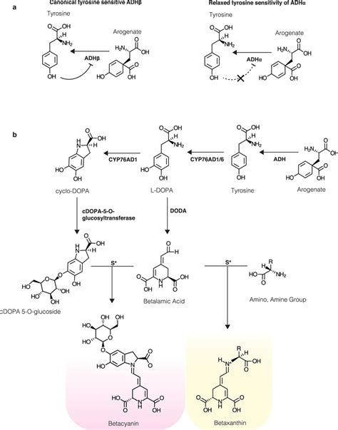 The Tyrosine And Betalain Biosynthetic Pathways A The Negative