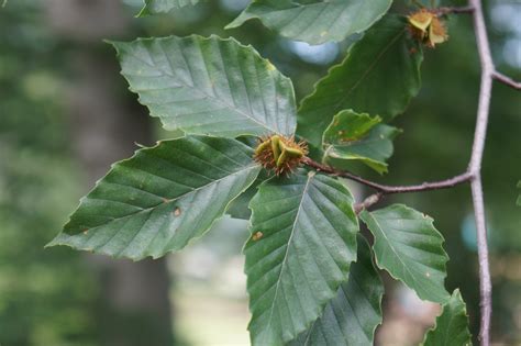 American Beech Camp Creek Run Wildlife Biodiversity All