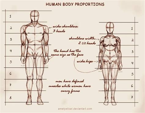 Body Proportions Sculpting And Drawing Reference Human Body