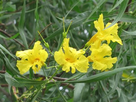 Achuchil Rboles De Colima Latifoliadas Inaturalist