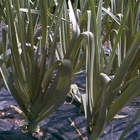 L Gumes Perp Tuels Ou L Gumes Vivaces Pour Potager Durable Et