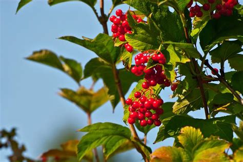 Kalina Koralowa Właściwości Zastosowanie Przepisy Poradnikzdrowiepl