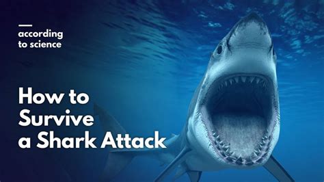 Shark Attack Survival Tips - For Scuba Divers