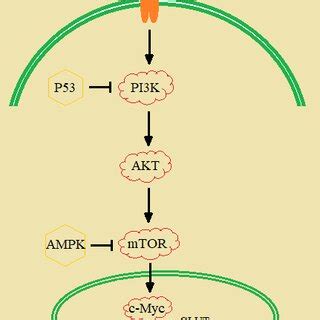 Regulation Of The Pi K Akt Mtor Pathway Akt And Mtor Are The Main