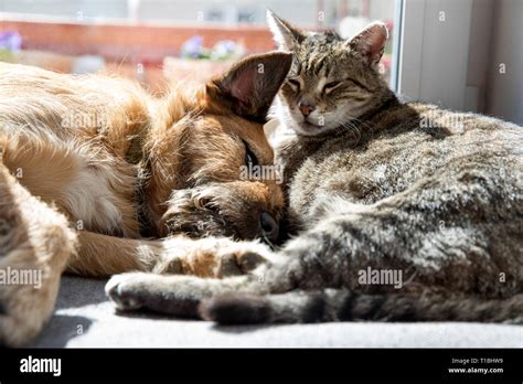 Cat with dog sleeping Stock Photo - Alamy