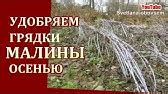 Чем подкормить клубнику в сентябре - YouTube