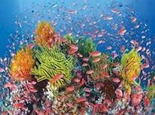 Animals - The Mesoamerican coral reef