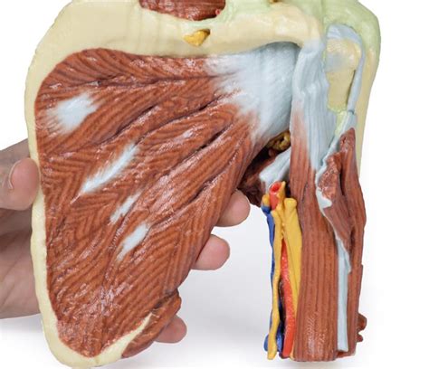 Shoulder Deep Dissection Of The Left Shoulder Joint Musculature And