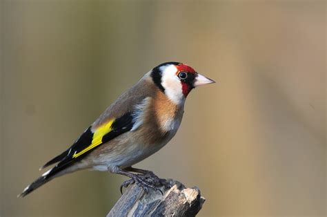 British Wildlife Photography: Goldfinch