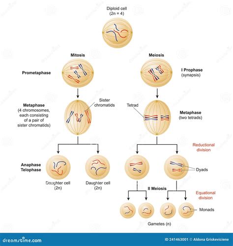 Mitosis And Meiosis Cartoon Vector CartoonDealer 56772039