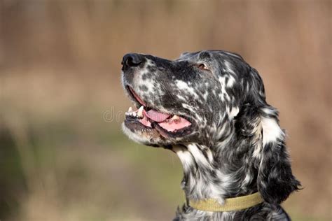 English Setter Dog Dog For A Walk Stock Image Image Of English Park