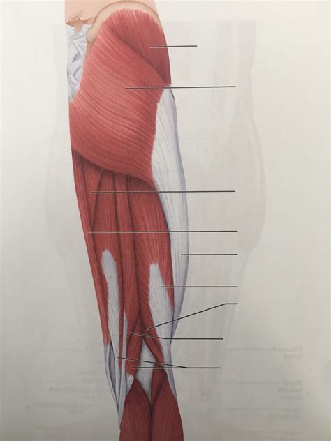 Muscles Of The Posterior Hip And Thigh Diagram Quizlet