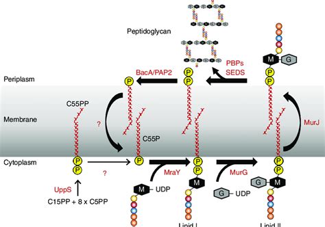 Peptidoglycan Synthesis Animation