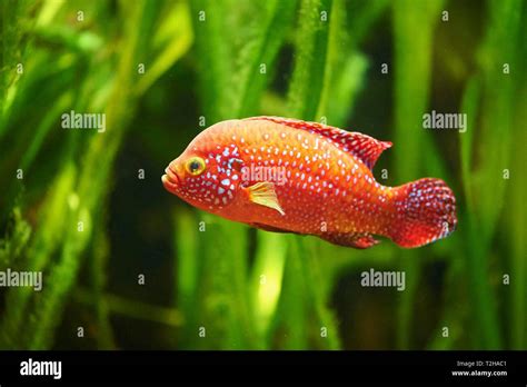 Blood Red Jewel Cichlid Hemichromis Lifalili In A Aquarium Captive