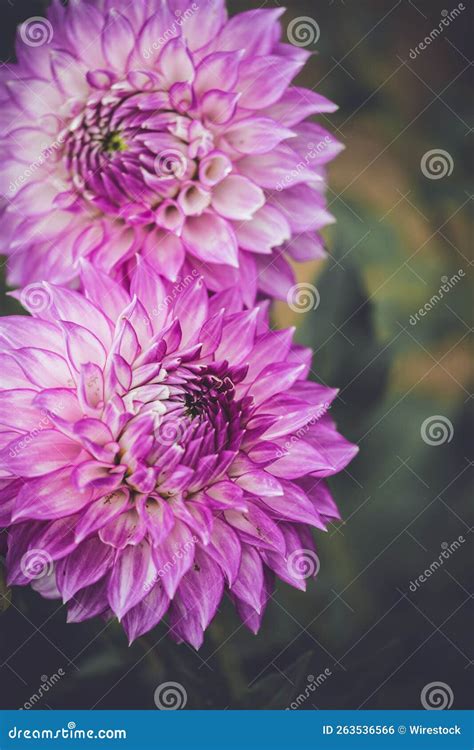 Seasonal Purple Dahlias Dahlia Beach Flower Farm In Oxfordshire Stock