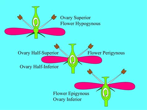 Ppt Basic Structure Of Flower Powerpoint Presentation Free Download