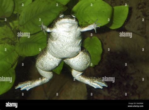 African Clawed Frog Xenopus Laevis Swimming Stock Photo Alamy