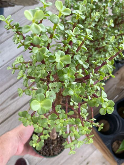 Variegated Elephant Bush Tree Rainbow Portulacaria Afra Variegata